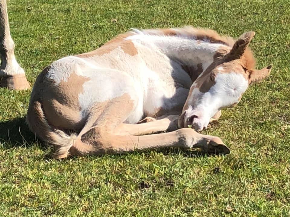 Randalwood Paint Horses Foals